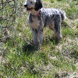 Dixie - Sheepadoodle