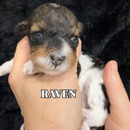 Girl 3 - female Bernedoodle puppy in Greeneville, Tennessee from My Two Doodles