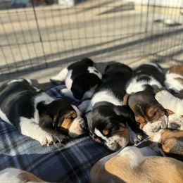 Basset Hound Puppies from Autumn Oak Basset Hounds