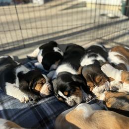 Basset Hound Puppies from Autumn Oak Basset Hounds
