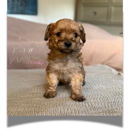 Willow - Sable female Yorkipoo puppy in Dothan, Alabama from Emerald City Poodles & Doodles