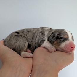 Liberty - Blue merle female Aussiedoodle puppy in New Durham, New Hampshire from Ridgeview Aussiedoodles