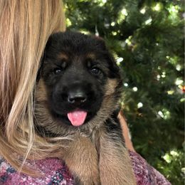Rebecca - Black and red female German Shepherd puppy in Grand Junction, Colorado from Sonnenfeld Shepherds