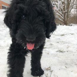 Double Doodle and Goldendoodle Puppies from Remi’s DoubleDoodles