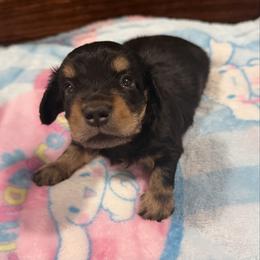 Sioux Falls - Black and tan male Dachshund puppy in Wesley Chapel, Florida from Russell Lee Overton