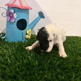 Blue - Parti male Poodle puppy in Mauston, Wisconsin from Quiverfull Acres