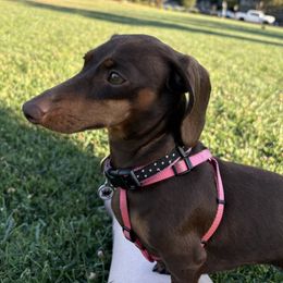 Coco Bean - Dachshund