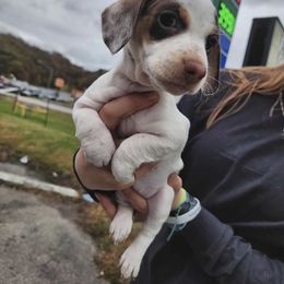 Penny - Piebald female Dachshund puppy in Lexington, Kentucky from The Wienery