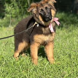German Shepherd Puppies from Vom Hausgladfel