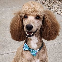 Poodles from Desert Storm Poodles
