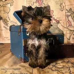 Locket - Black and gold female Yorkshire Terrier puppy in Kendallville, Indiana from Yorkies Kisses