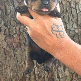 Light pink paw print - Black and mahogany female Rottweiler puppy in Industry, Illinois from KDKs Kennels