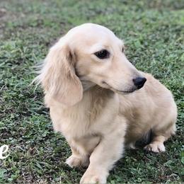 Ollie - Dachshund