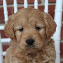Aussiedoodle and Goldendoodle Puppies from Skyridge Doodles