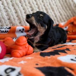 Black And Cream Male - Black and cream male Dachshund puppy in Blackstone, Virginia from Cheyenne's Dachshunds
