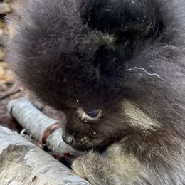 Pomeranian Puppies from TiaZ Poms