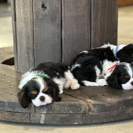 Basset Hound, Cavalier King Charles Spaniel, and Mastiff Puppies from Southern Oaks Kennel