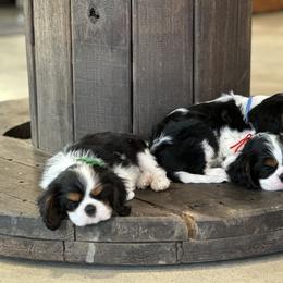 Basset Hound, Cavalier King Charles Spaniel, and Mastiff Puppies from Southern Oaks Kennel