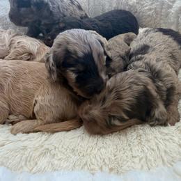 Puppy pick 1 - Merle male Goldendoodle puppy in Natural Bridge, Virginia from Padgetts Hill Puppies