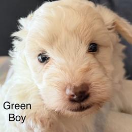 Green Boy - Buff and white male Cockapoo puppy in Bayville, New Jersey from Lovin Lil CutiePoos