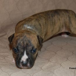 Girl 2 - Brown brindle female American Staffordshire Terrier puppy in Ninety Six, South Carolina from Emerald Creek Kennel