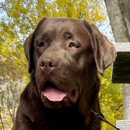 Josie - Labrador Retriever