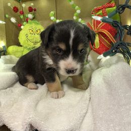 Comet - Black tri male Miniature Australian Shepherd puppy in Corbin, Kentucky from Lightning K Kanine’s
