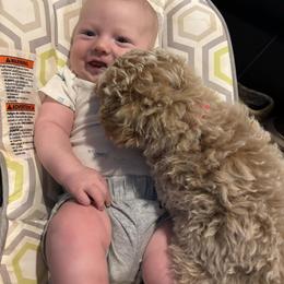 Cavapoo, Cockapoo, Goldendoodle, and Maltipoo Puppies from Perdue Puppies