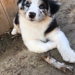 Australian Shepherd Puppies from Sweet Magnolia Aussies