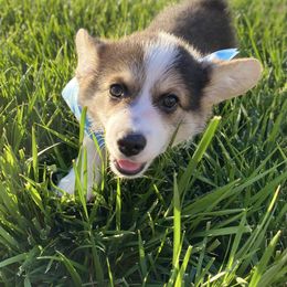 Pembroke Welsh Corgi Puppies from Cactus Corgis