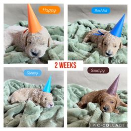 Goldendoodle Puppies from Gingerdoodles