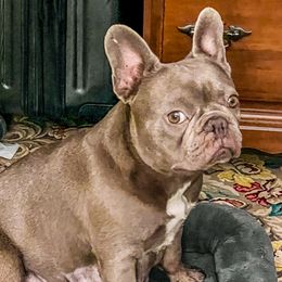 French Bulldogs from Heirloom French Bulldogs
