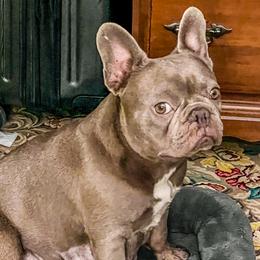 French Bulldogs from Heirloom French Bulldogs