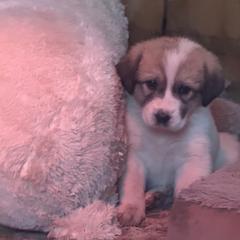 Pinto male 2 red collar - Biscuit and white male Anatolian Shepherd Dog puppy in Clifton, Illinois from Mcginnis Guardian Dogs