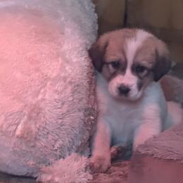Pinto male 2 red collar - Biscuit and white male Anatolian Shepherd Dog puppy in Clifton, Illinois from Mcginnis Guardian Dogs
