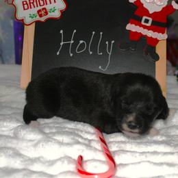 Holly - Black tri-color female Australian Shepherd puppy in Mocksville, North Carolina from Trailblazing Aussies