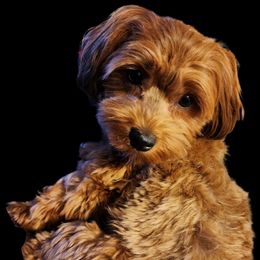 Mayarí - Havanese