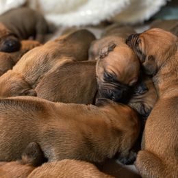 Boy 3 - Light wheaten male Rhodesian Ridgeback puppy in Mayfield, Kentucky from Ridgeback Farm
