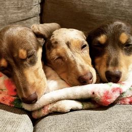 Dachshunds from Hidden Valley Hounds