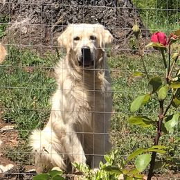 Duke - Golden Retriever