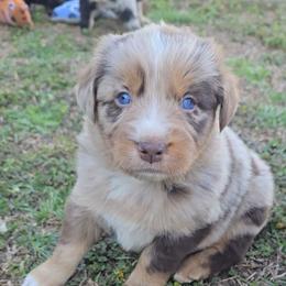 Red Merle Male 1 - Red merle male Australian Shepherd puppy in Crossville, Alabama from Bluff View Aussies