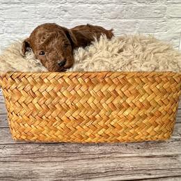 Nugget (AKC) - Red  male Poodle puppy in Riverside, California from Red Toy Poodle World