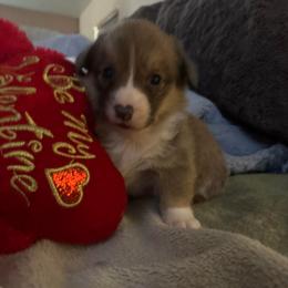 Girl 7 - Sable female Pembroke Welsh Corgi puppy in Tucson, Arizona from Sierrita Mountain Corgis