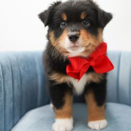 Rex - Black tri male Miniature American Shepherd puppy in Elmwood Park, Illinois from HuskiesAndGoldensWithFinesse