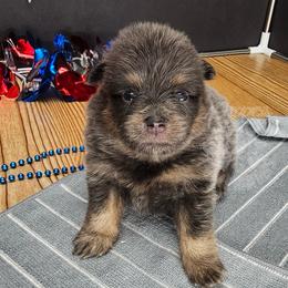 Pepper's Billie Jean - Billie - Blue and tan female Pomeranian puppy in Plant City, Florida from Pepper's Pomeranians