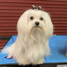 Cally - Maltese