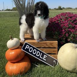Dalmatian, Poodle, and Rhodesian Ridgeback Puppies from Ruffles, Ridges, & Spots!