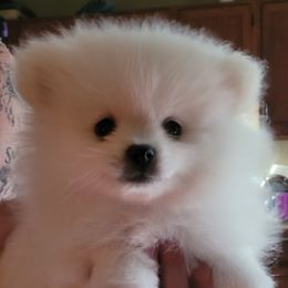 Pomeranian Puppies from Paradise Point Pomeranians