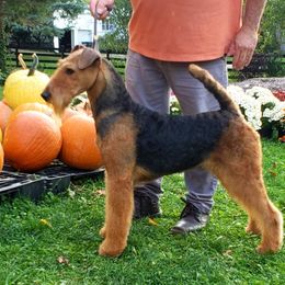 Airedale Terrier All Grown Up from Lynaire Kennels