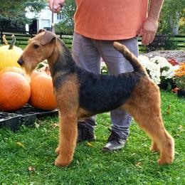 Airedale Terrier All Grown Up from Lynaire Kennels